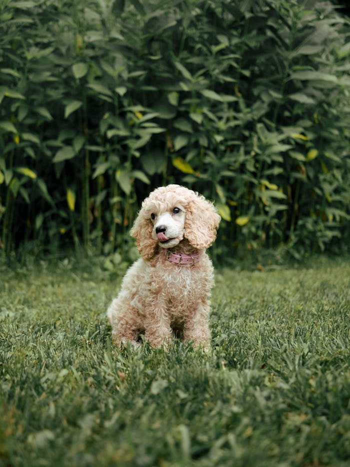 Charming poodle puppy sitting on grass in a lush Montréal garden during summer.